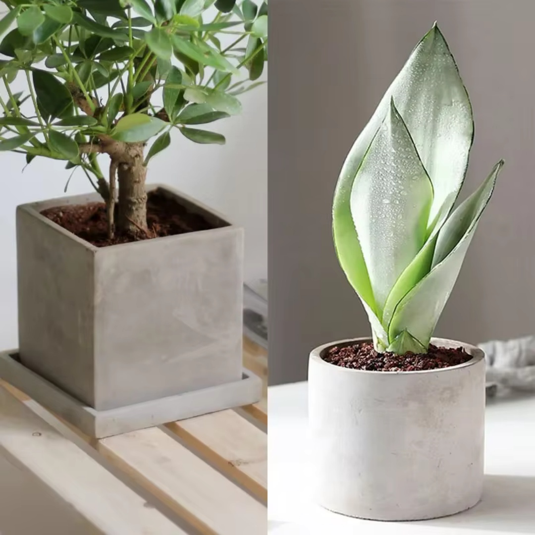 15cm Large Size Round Concrete - огляд і ціна Echeveria Succulent